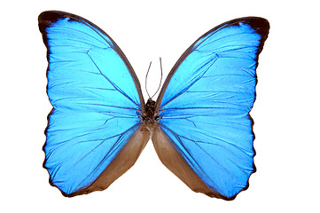 Image showing Iridescent Blue Butterfly (Morpho menelaus)