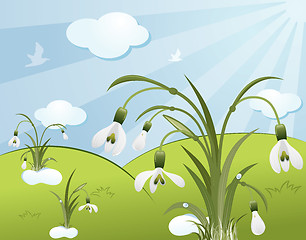 Image showing Flower background with snowdrop