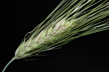 Image showing Grain