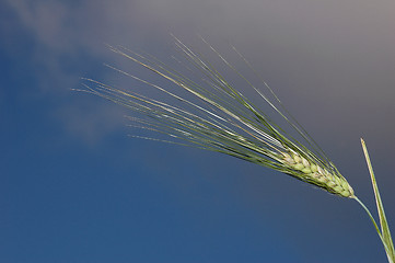 Image showing Grain