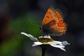 Image showing Butterfly