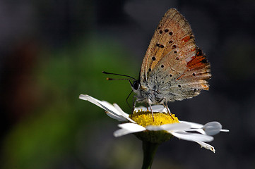 Image showing Butterfly