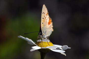 Image showing Butterfly