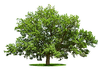 Image showing Big tree - oak isolated on a white