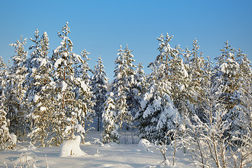 Image showing Winter snow-covered forests landscape