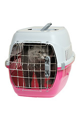 Image showing Pet carrier with cat