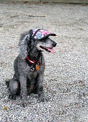 Image showing Beutiful French Poodle