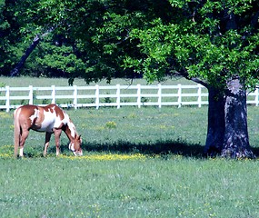 Image showing Pinto horse 