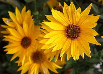 Image showing Beautful yellow daisies