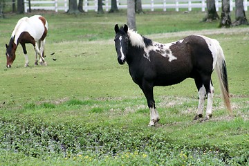 Image showing horses running free