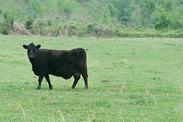 Image showing ig black bull 