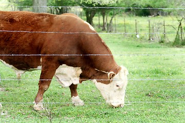 Image showing Big brown and white bull 