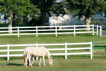 Image showing horse grazing 