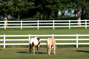 Image showing horse grazing 