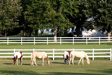 Image showing horse grazing 