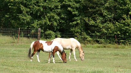 Image showing Pinto horses 