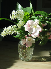 Image showing spring blossoms