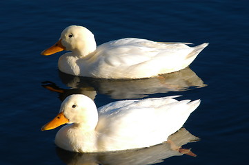 Image showing White Birds