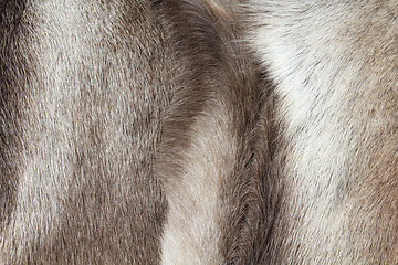 Image showing Reindeer hide