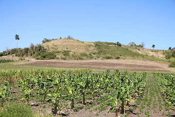 Image showing Cuba agriculture