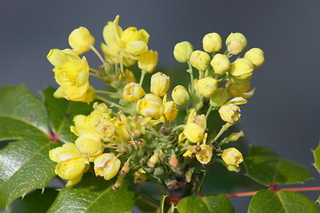 Image showing Mahonia 