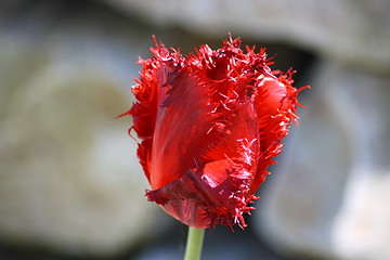 Image showing tulip