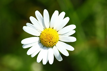 Image showing daisy 