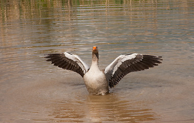 Image showing greylag wings