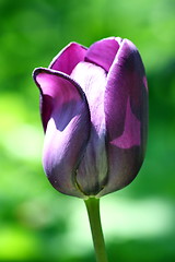 Image showing tulip