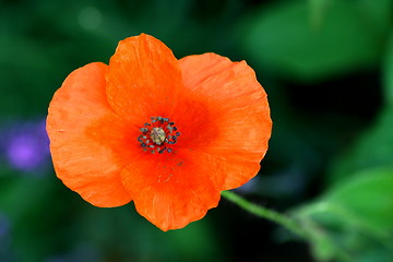 Image showing poppies 