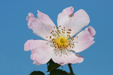 Image showing wild dog rose