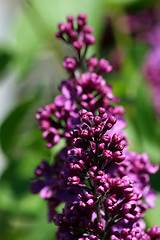 Image showing lilac (Syringa)