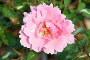 Image showing pink rose