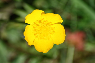 Image showing buttercup 