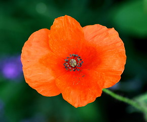 Image showing poppies