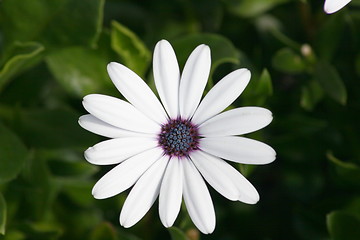 Image showing daisy 