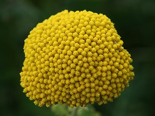 Image showing Fernleaf Yarrow (Achillea filipendulina) 