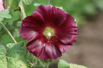 Image showing purple hollyhock (Alcea rosea)