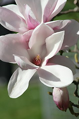 Image showing pink magnolia