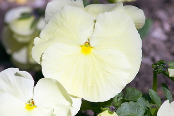 Image showing white pansy   