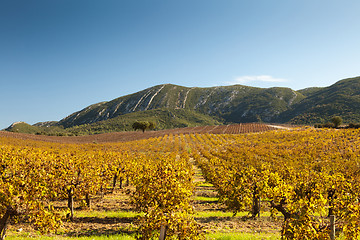 Image showing Autumn vineyard.