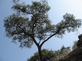 Image showing Tree against sky