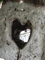 Image showing Heart in tree