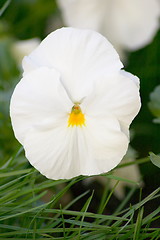 Image showing white pansy