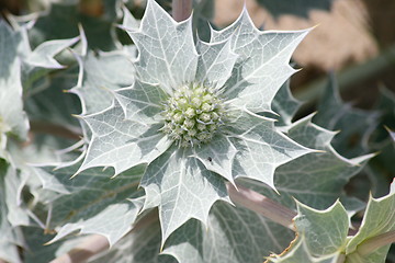 Image showing beach thistle