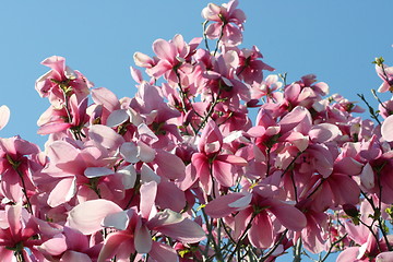 Image showing magnolia tree