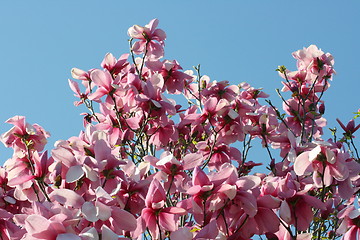 Image showing red magnolia tree