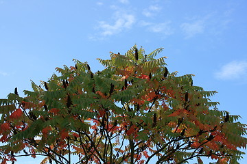 Image showing stag-horn sumac