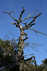 Image showing dead tree