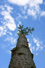 Image showing Tree trunk 